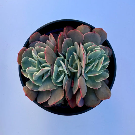 Crested Echeveria Imbricata Hybrid