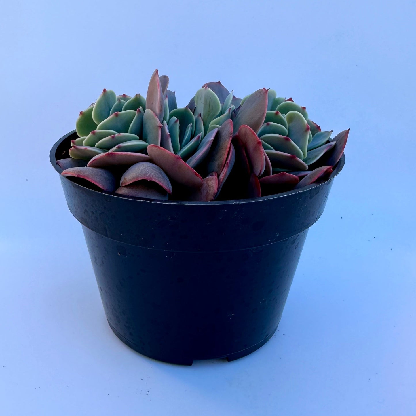 Crested Echeveria Imbricata Hybrid