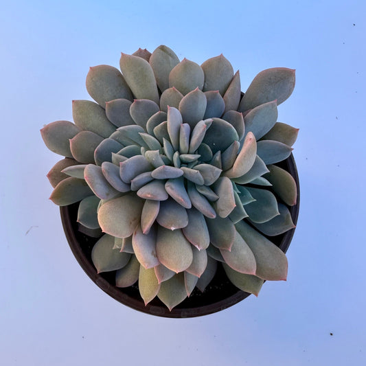 Crested Graptoveria Debbi