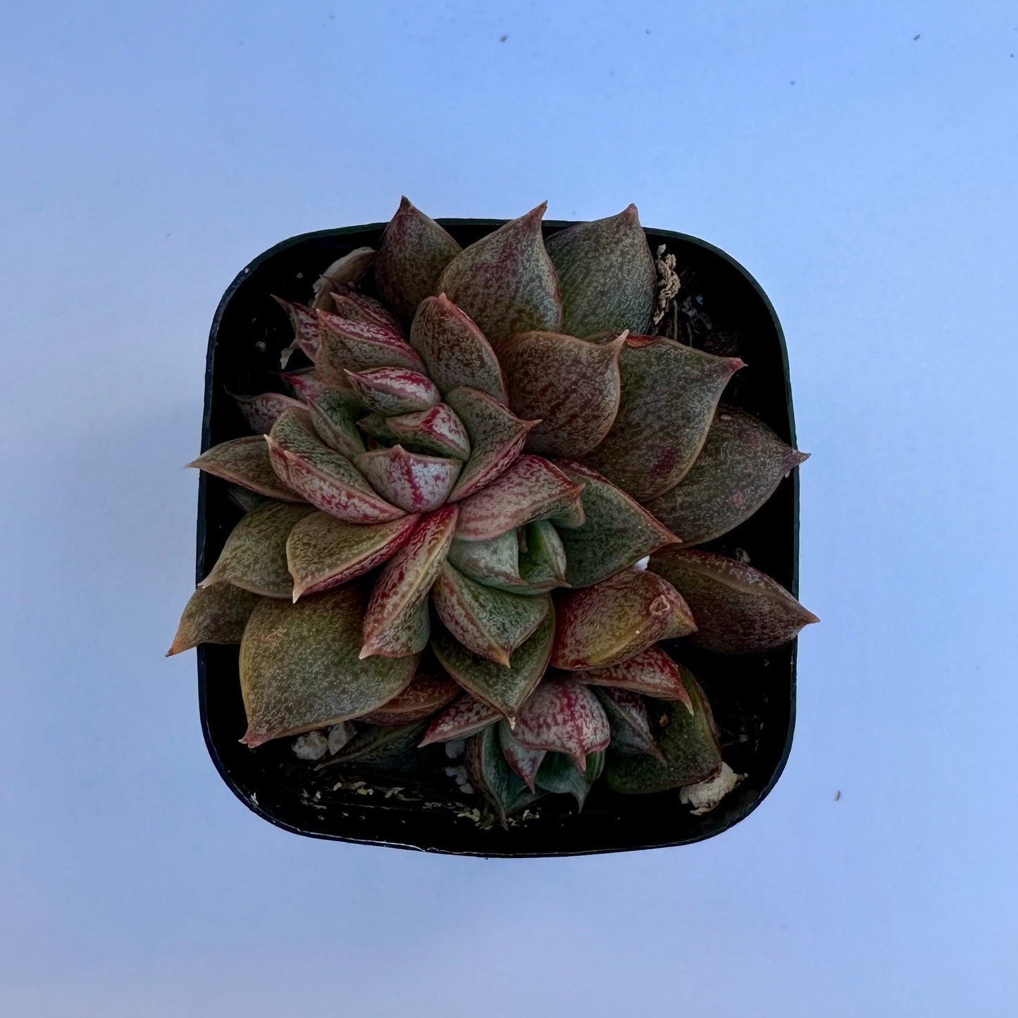 Crested Echeveria Purpusorum