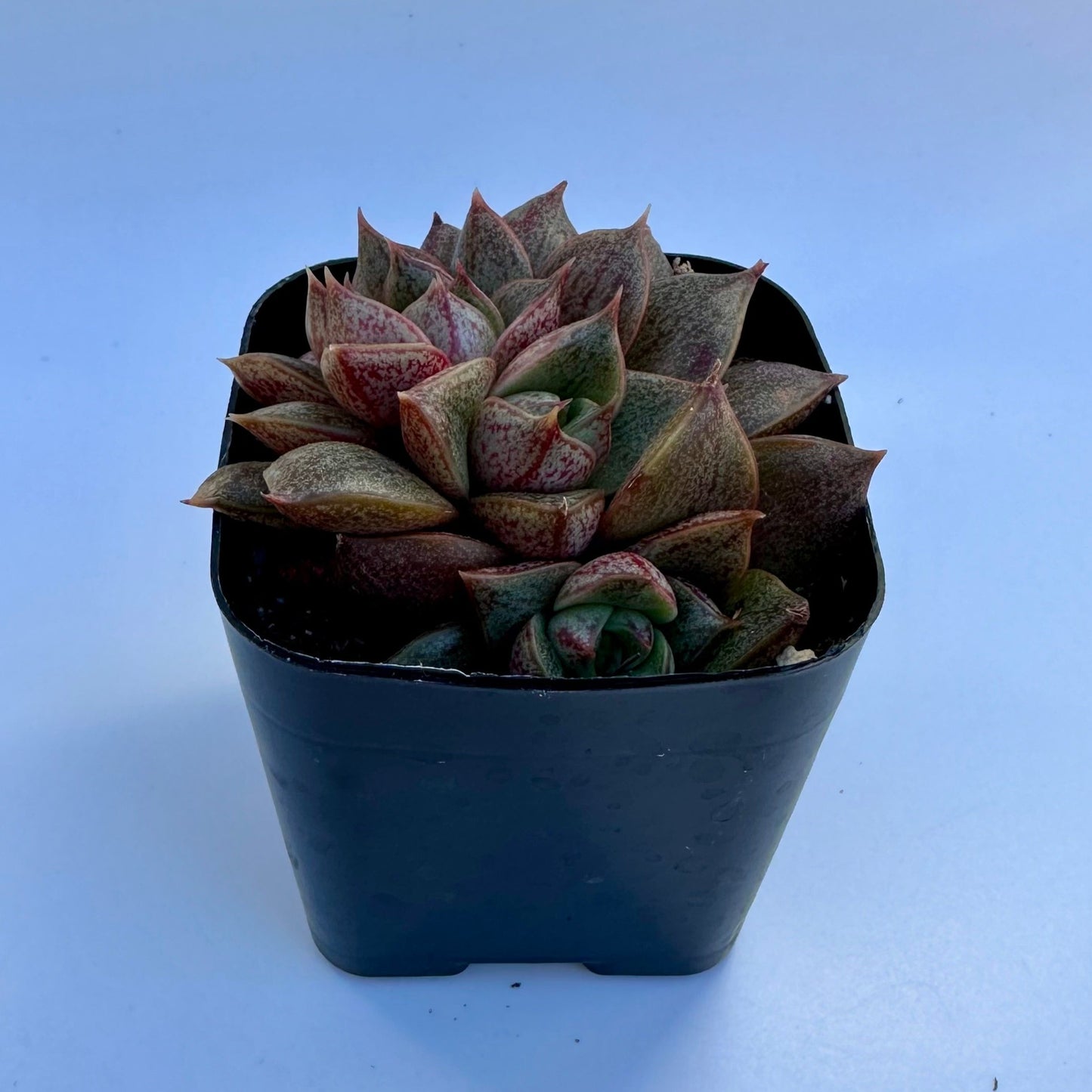 Crested Echeveria Purpusorum