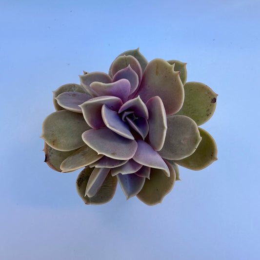 Crested Echeveria Purple Pearl