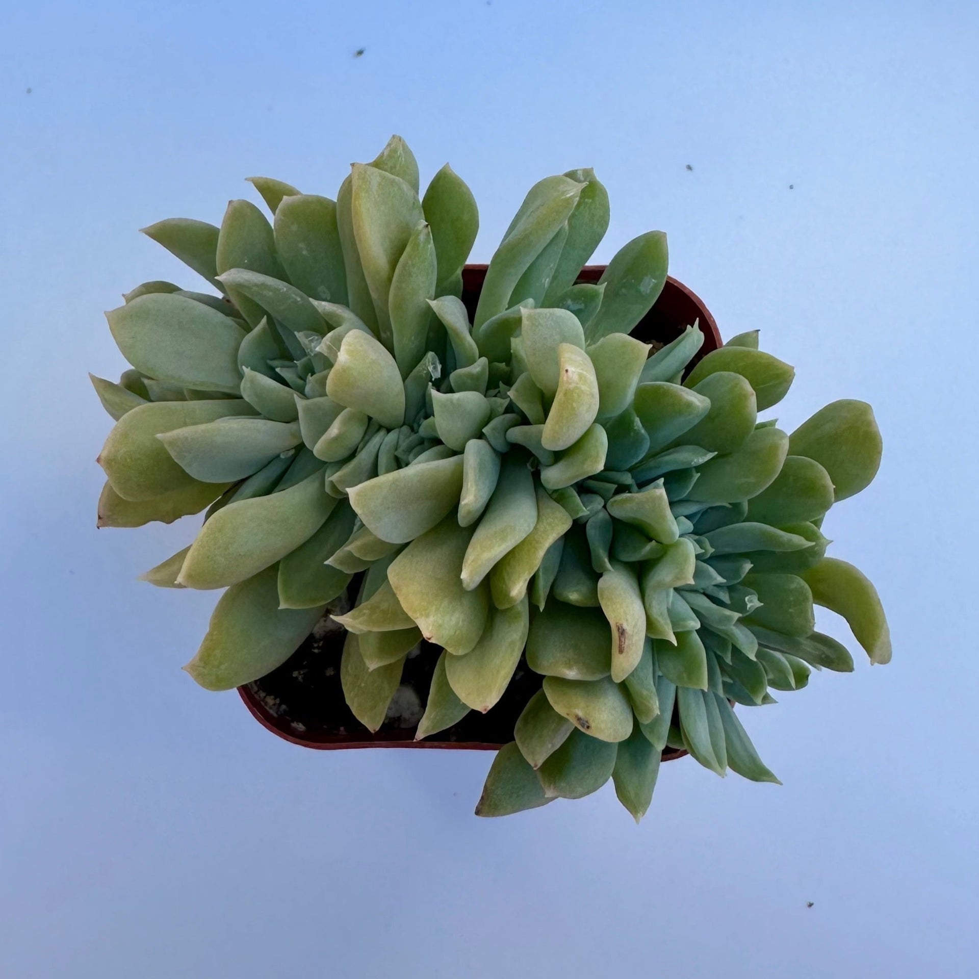 crested topsy turvy succulent Crested Echeveria Topsy Turvy – Perfectly Rooted Succulents