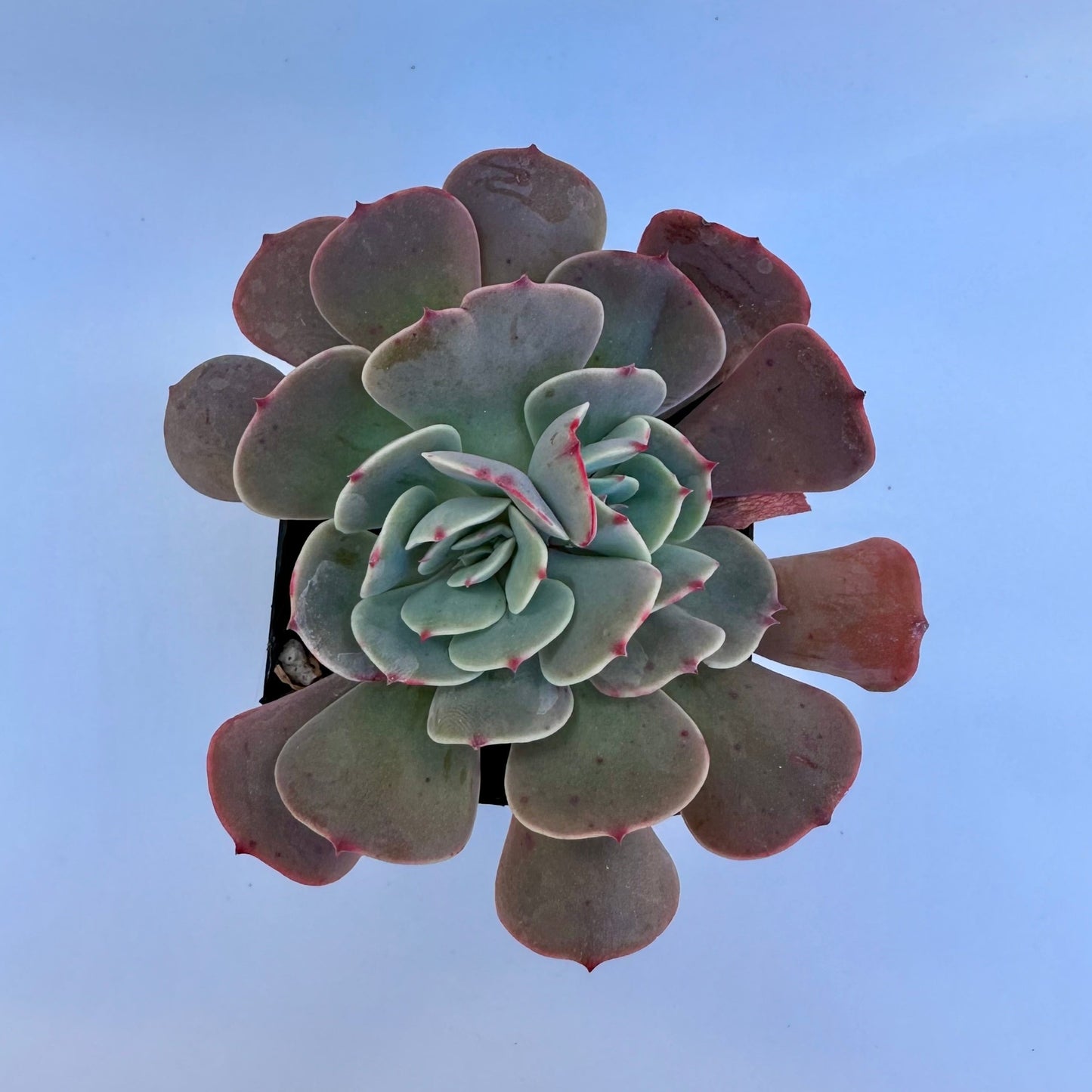 Crested Echeveria Imbricata Hybrid