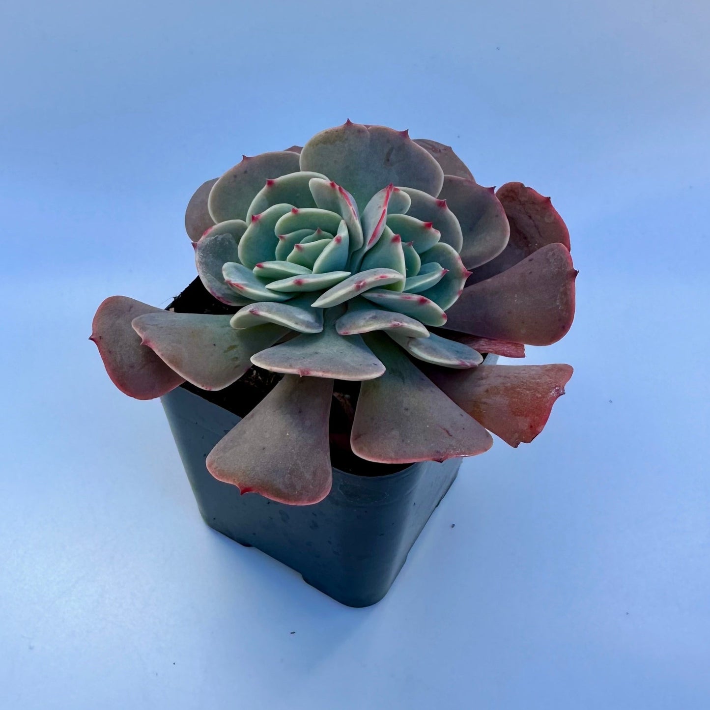 Crested Echeveria Imbricata Hybrid