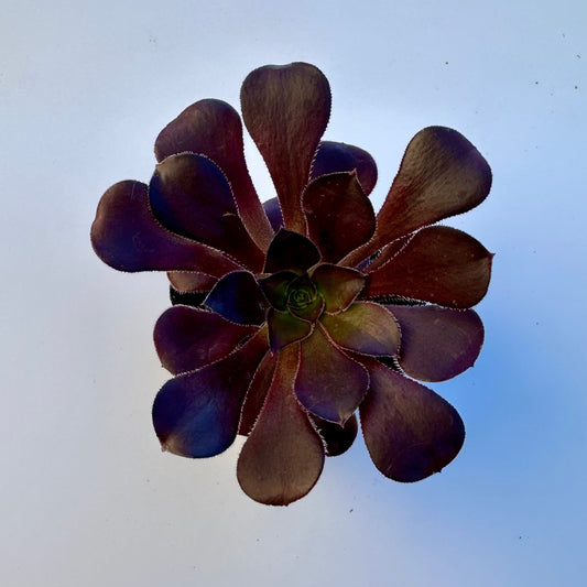 Aeonium Zwartkop